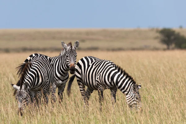 Zebra v savaně Keni — Stock fotografie