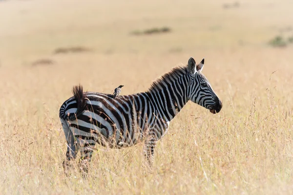 Zebra in the Savanna of Kenya — Stock Photo, Image