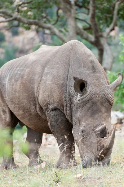 Rhino. — Foto de Stock