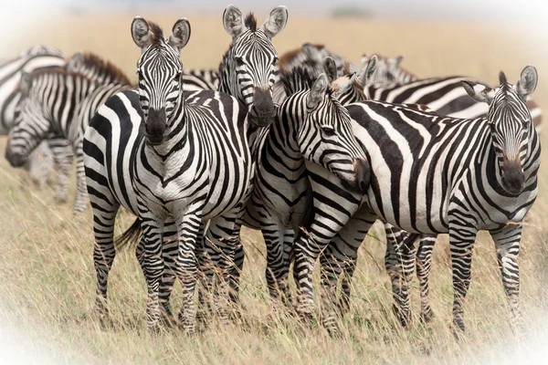 A szavanna Kenya zebra — Stock Fotó