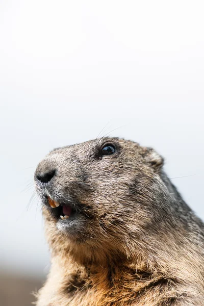 Marmot — Stock Photo, Image