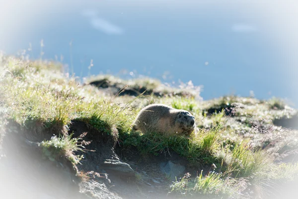 Marmota — Foto Stock