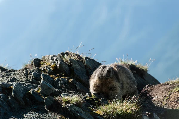 Marmota — Photo
