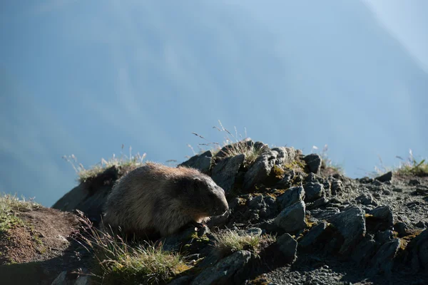 Marmota — Photo