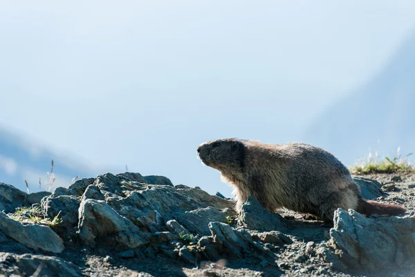 Marmota — Φωτογραφία Αρχείου