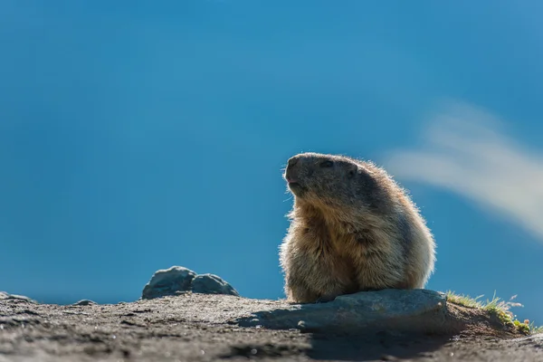 Marmota — стокове фото