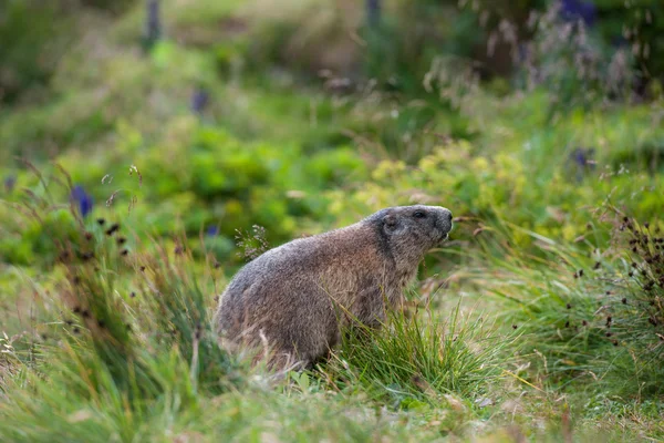 Marmotta — Foto Stock