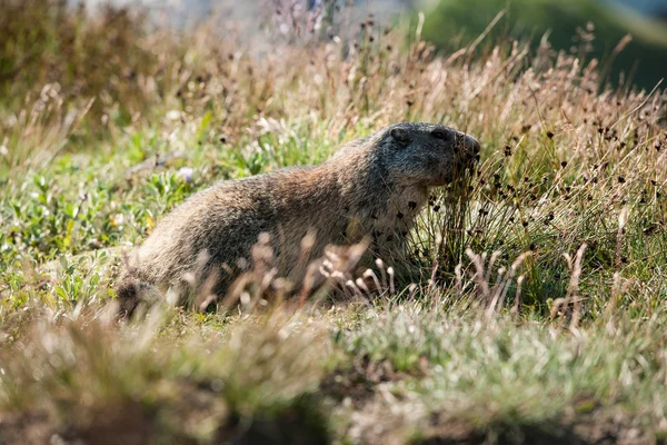 Marmotta — Foto Stock