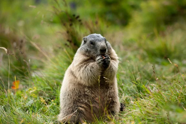 Marmotta — Foto Stock