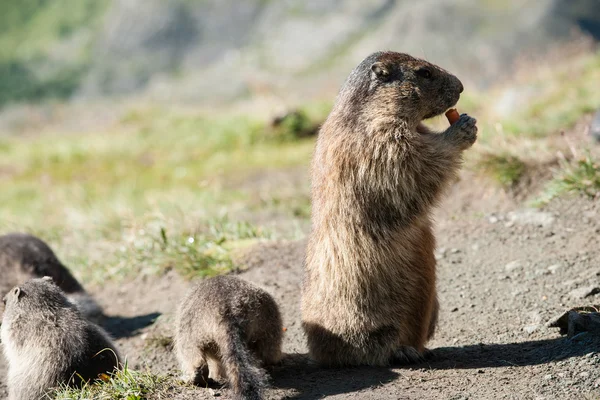 Marmotta — Foto Stock