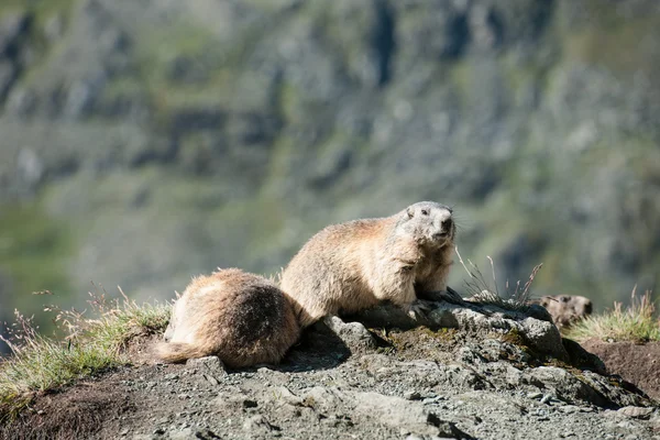 Marmotta — Foto Stock