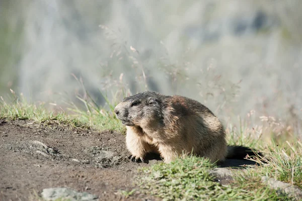 Marmotta — Foto Stock