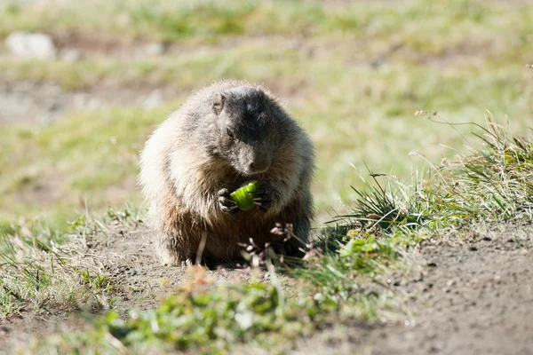 Marmotta — Foto Stock