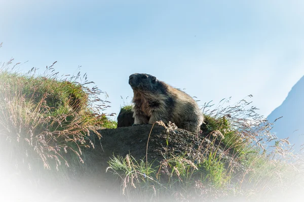 Marmotta — Foto Stock