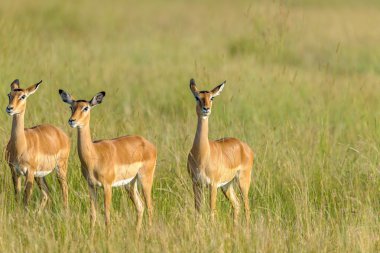 Afrika Savannah zürafa