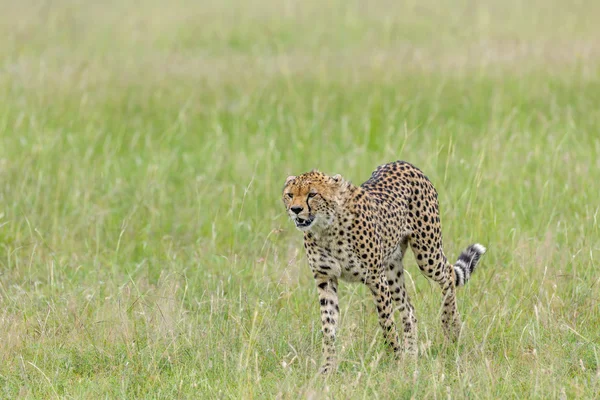 Giraff i savannen i Afrika — Stockfoto