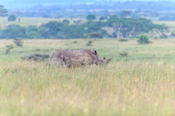 Rhinozeros no Masai Ma — Fotografia de Stock