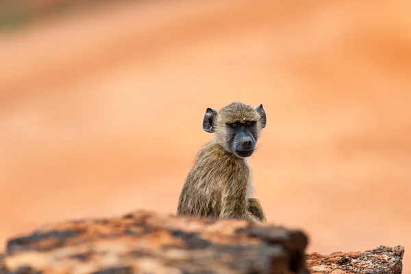 Mono en el Masai Ma — Foto de Stock