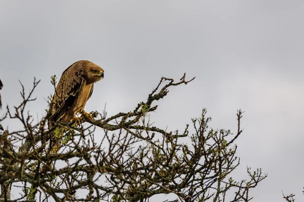 Eagle i Masai Mara — Stockfoto
