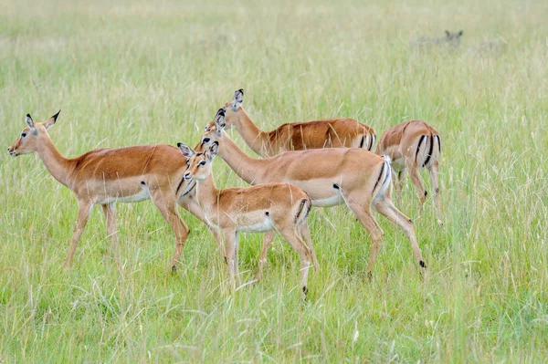 Impala w masai mara — Zdjęcie stockowe