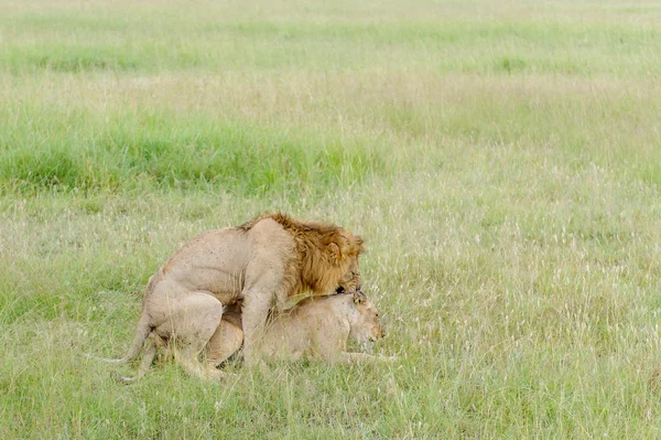 Lions in de Masai Mara — Stockfoto