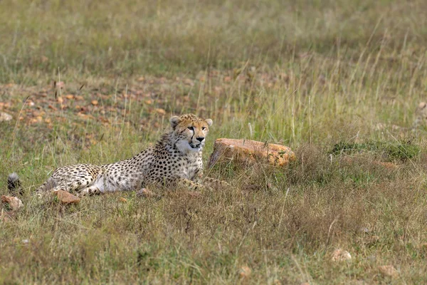 Gepard in der Masai-Mara — Stockfoto