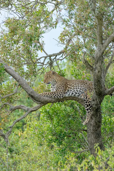 Leopardo na Masai Mara — Fotografia de Stock