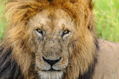 Afrika bozkırında aslan düğünü