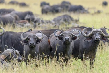 bufalo sürüsü