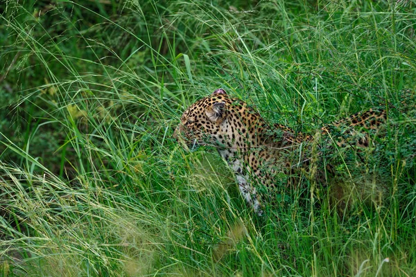 Leopard i Masai Mara — Stockfoto