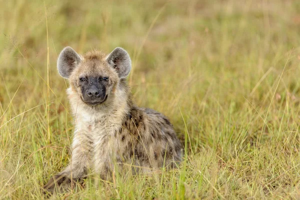 Masai mara da sırtlan — Stok fotoğraf