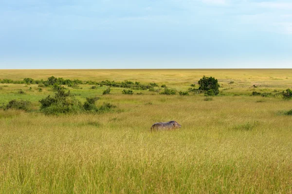 Masai mara da su aygırı — Stok fotoğraf