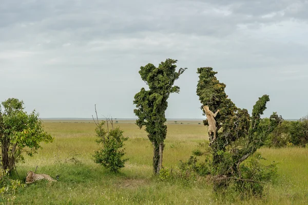 Cheeta in de savanne van Afrika — Stockfoto