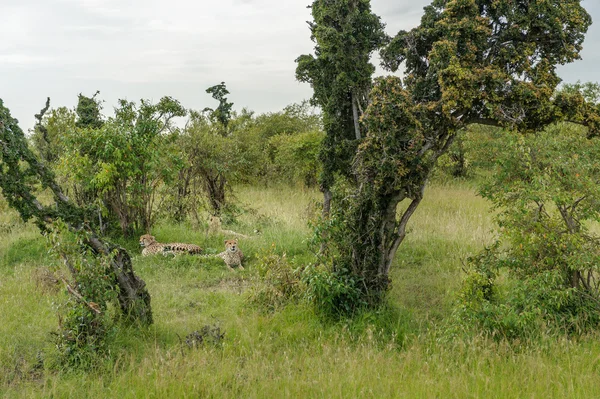 非洲大草原上的猎豹 — 图库照片