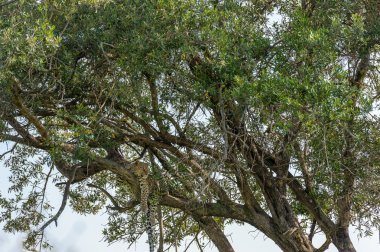 Masai Mara 'daki leopar