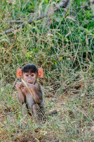 Pavián dítě v masai mara — Stock fotografie