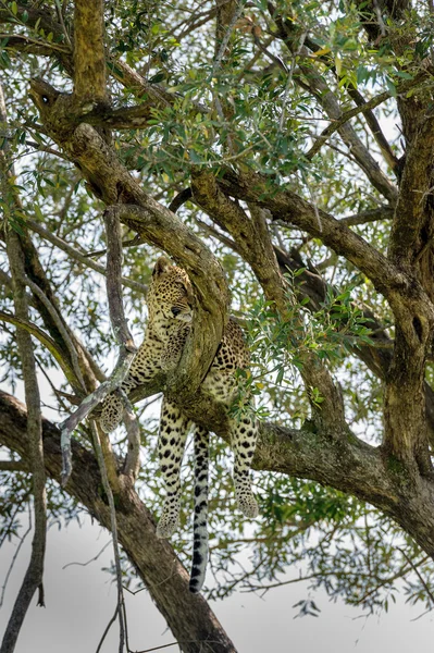 Λεοπάρδαλη στο Masai Mara — Φωτογραφία Αρχείου