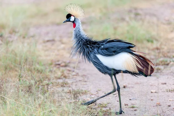 Koronowany Żuraw w Masai Mara — Zdjęcie stockowe