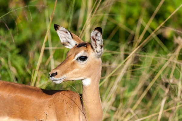 Impala besättningen i Masai Mara — Stockfoto