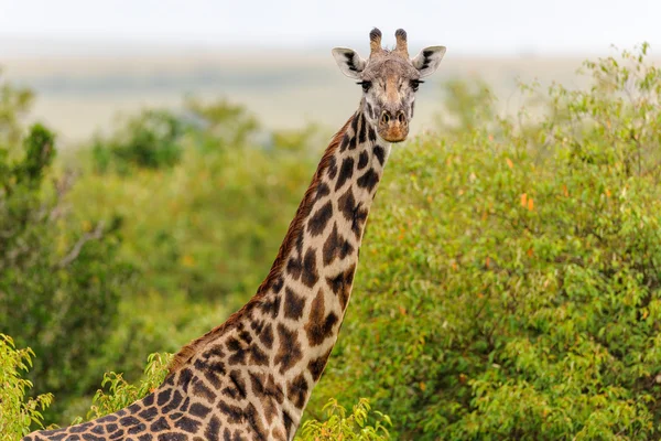 Girafa no Masai Mara kenya — Fotografia de Stock