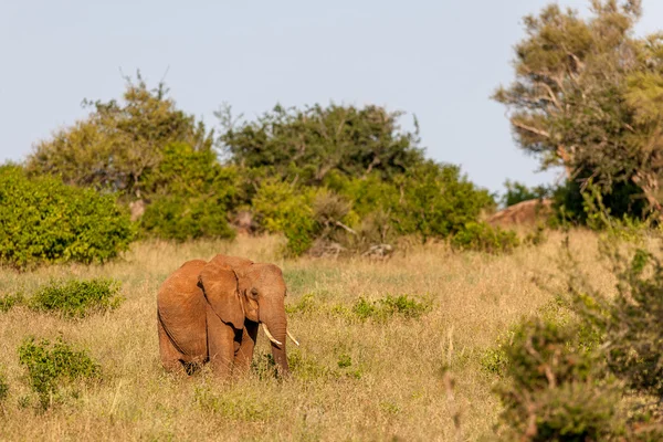 Store Elefant i savannen i Afrika - Stock-foto