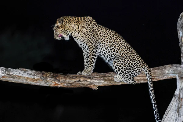 Leopar ngulia kampı