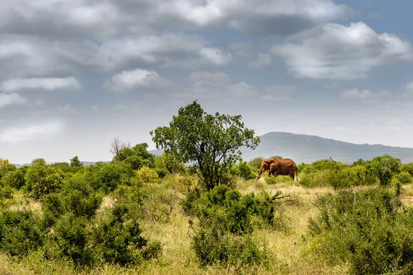 Afrika masai mara da fil — Stok fotoğraf