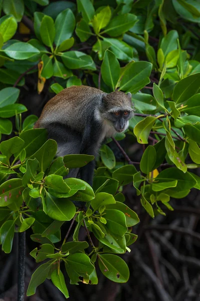 Opice v Africe na mangrovových — Stock fotografie