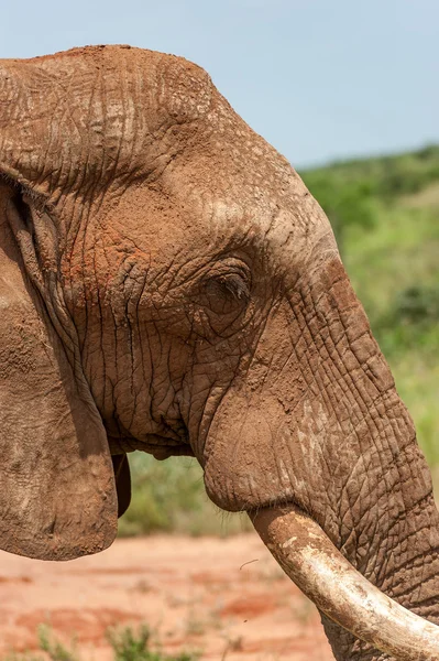 Słoń w sawannie — Zdjęcie stockowe