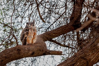 Kenya ağacının kartal baykuş