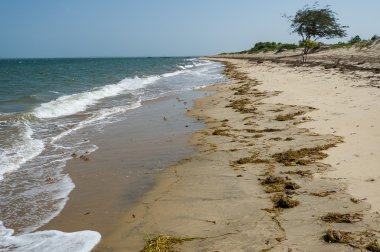 Afrika Safari okyanus Kenya üzerinde