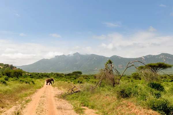 Elefante en la sabana de África — Foto de Stock