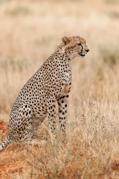 Cheetah in the Masai Mara Kenya — Stock Photo, Image