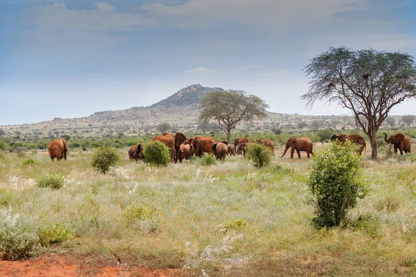 Troupeaux d'éléphants dans la savane du Kenya — Photo